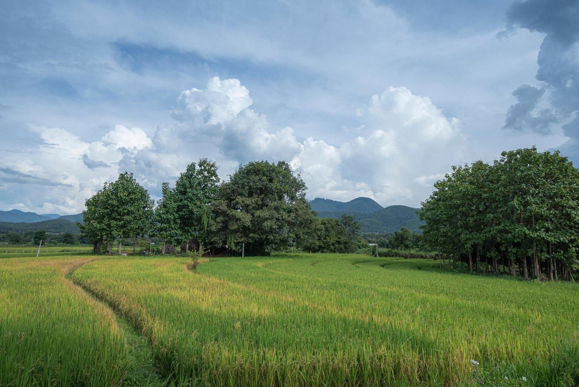 Paddy Fields Haven - Natures Nest Pai Εξωτερικό φωτογραφία